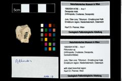 Foto (Objekt + Etikett) von Pithonoton sp.  (NHMW-GEO-1990-0041-4786)